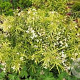 Choisya Royal Lace GM 5,0L leverbaar
