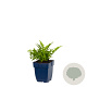 Dryopteris filix-mas GM  P11