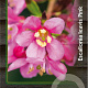 Escallonia laevis Pink Elle 30-40 cm 3,0L