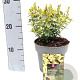 Euonymus fort. 'Emerald 'n' Gold' 20-25 cm 2,0L