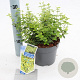 Euonymus fort. 'Emerald 'n' Gold' 20-25 cm 2,0L