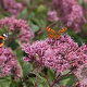 Eupatorium mac. 'Glutball' GM  P11