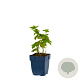 Geranium nodosum GM  P11