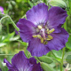 Geranium ph. 'Lily Lovell' GM P9