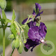 Geranium ph. 'Lily Lovell' GM P9