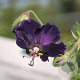 Geranium ph. 'Lily Lovell' GM P9