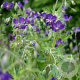 Geranium ph. 'Lily Lovell' GM P9