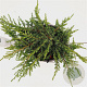 Juniperus comm. 'Green Carpet' 25-30 cm 2,5L