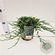 Juniperus h. 'Wiltonii' 25-30 cm 2,5L