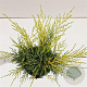 Juniperus pf. 'Old Gold' 20-30 cm 2,5L