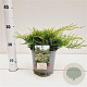 Juniperus pf. 'Old Gold' 20-30 cm 2,5L