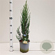 Juniperus s. 'Blue Arrow' 40-60 cm 2,5L
