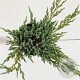 Juniperus squamata 'Blue Carpet' 25-30 cm 2,5L