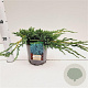 Juniperus squamata 'Blue Carpet' 25-30 cm 2,5L