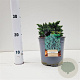 Juniperus squamata 'Blue Star' 20-30 cm 2,5L
