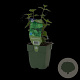 Mentha piperita 'Basil' GM  P11