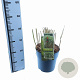 Miscanthus giganteus 40-50 cm 6,5L