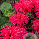 Monarda 'Bee-you Bee-happy' GM P9