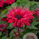 Monarda 'Bee-you Bee-happy' GM P9