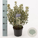 Olearia haastii 20 cm 2,0L