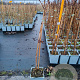 Rubus idaeus 'Autumn First' 50-60 cm C1.5