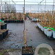 Rubus loganobaccus 50-60 cm 3,0L