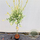 Salix integra 'Hakuro-nishiki' 90 cm stam 4,0L