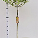Salix integra 'Hakuro-nishiki' 90 cm stam 4,0L