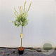 Salix integra 'Hakuro-nishiki' 90 cm stam 4,0L