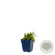 Salvia nem. 'Ostfriesland' GM  P11