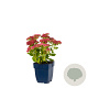 Sedum 'Herbstfreude' GM  P11
