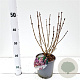 Syringa meyeri Flowerfesta Purple 30-40 cm 2,5L