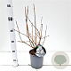 Syringa meyeri Flowerfesta White 25-30 cm 2,5L