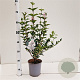 Syringa meyeri Flowerfesta White 25-30 cm 2,5L