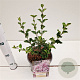 Syringa meyeri 'Palibin' 25-30 cm 2,5L