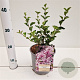 Syringa meyeri 'Palibin' 25-30 cm 2,5L