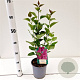 Syringa v. 'Charles Joly' 30-40 cm 2,5L