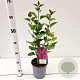 Syringa v. 'Charles Joly' 30-40 cm 2,5L