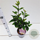 Syringa v. 'Sensation' 30-40 cm 2,5L