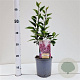 Syringa v. 'Sensation' 30-40 cm 2,5L