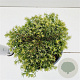 Tsuga can. 'Jeddeloh' 20-30 cm 2,5L