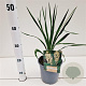 Yucca filamentosa 25-30 cm 2,5L