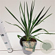 Yucca filamentosa 25-30 cm 2,5L