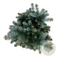 Picea pungens 'Glauca Globosa' 40-50 cm 15L