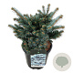 Picea pungens 'Glauca Globosa' 40-50 cm 15L