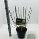 Hydrangea pan. 'Limelight' 40-60 cm 5,0L
