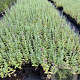 Nepeta 'Walker's Low' GM P9