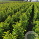 Prunus l. 'Angustifolia' 80-100 cm met kluit