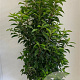 Prunus l. 'Angustifolia' 80-100 cm met kluit