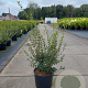 Osmanthus burkwoodii 60-80 cm 10L
